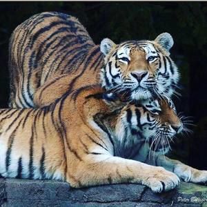 Meet your Posher, Mechelle